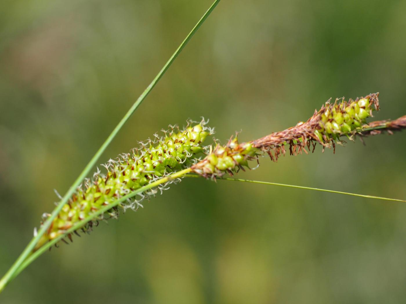 Sedge, Bottle flower